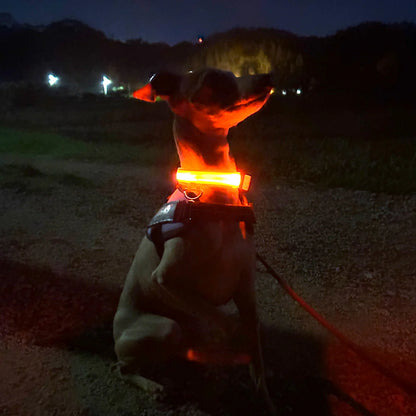 Lysende hundehalsbånd