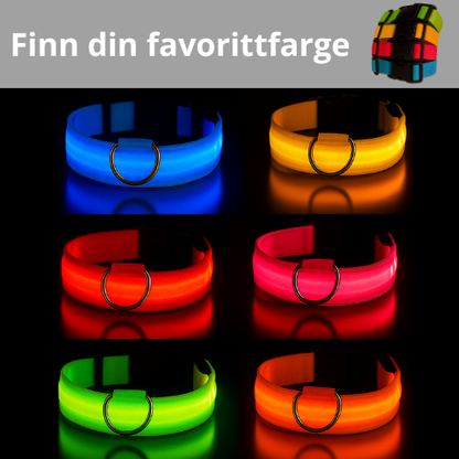 Lysende hundehalsbånd