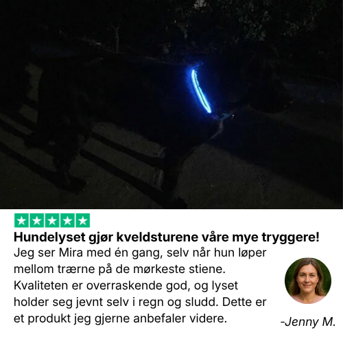 Lysende hundehalsbånd