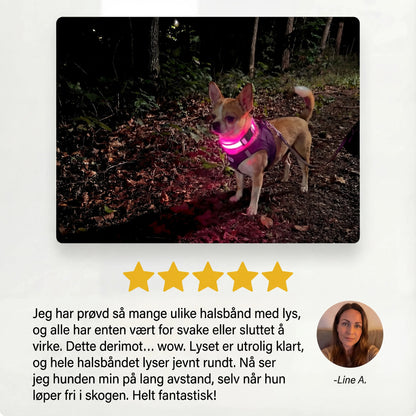 Lysende hundehalsbånd
